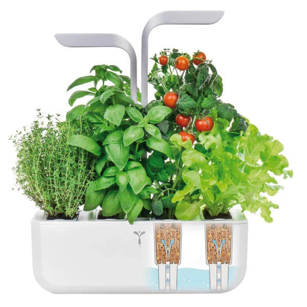 Véritable Jardin D'herbes Aromatiques - Appareils De Cuisine Divers 3 Véritable Jardin D'herbes Aromatiques - Appareils De Cuisine Divers – Image 3