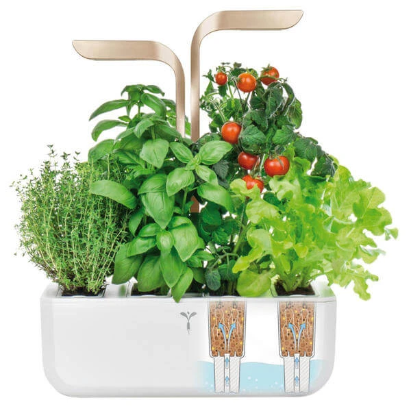 Véritable Jardin D'herbes Aromatiques - Appareils De Cuisine Divers 2 Véritable Jardin D'herbes Aromatiques - Appareils De Cuisine Divers – Image 2
