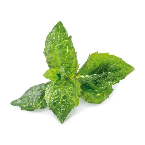 Véritable Herbes Aromatiques - Appareils De Cuisine Divers 2 Véritable Herbes Aromatiques - Appareils De Cuisine Divers – Image 2