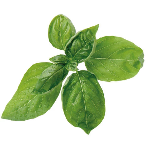 Véritable Herbes Aromatiques - Appareils De Cuisine Divers 2 Véritable Herbes Aromatiques - Appareils De Cuisine Divers – Image 2