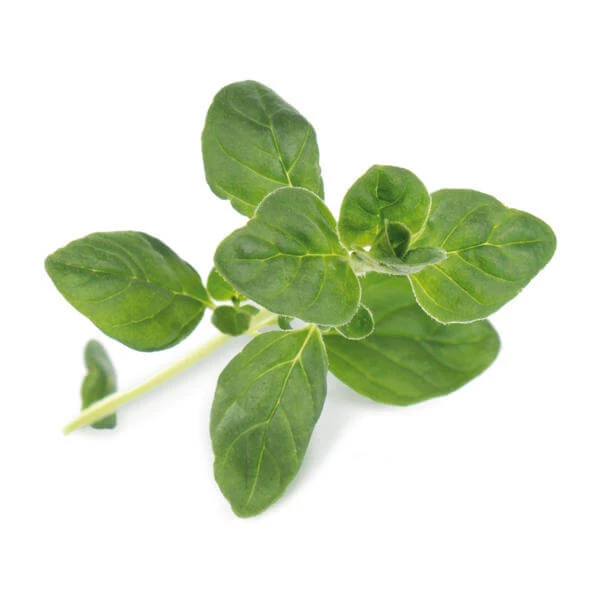 Véritable Herbes Aromatiques - Appareils De Cuisine Divers 2 Véritable Herbes Aromatiques - Appareils De Cuisine Divers – Image 2