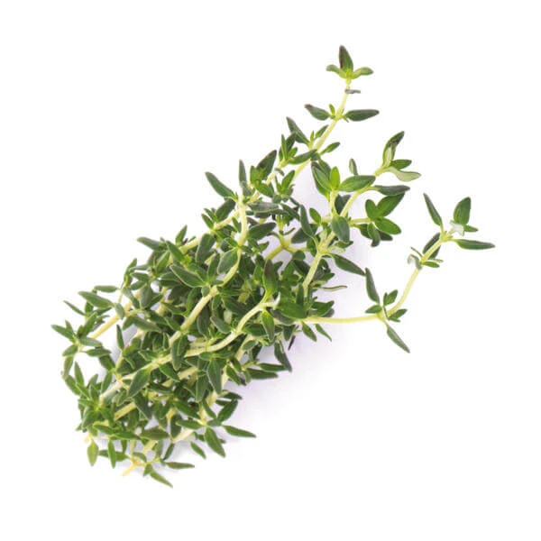 Véritable Herbes Aromatiques - Appareils De Cuisine Divers 2 Véritable Herbes Aromatiques - Appareils De Cuisine Divers – Image 2